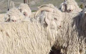 安哥拉羊绒是什么材质