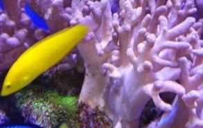 珊瑚是什么动物