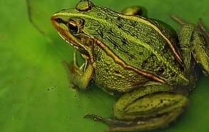 青蛙可以在陆地和水里生活吗