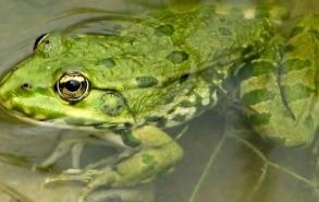 青蛙是什么发育