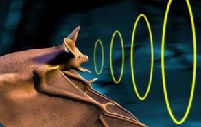 为什么蝙蝠用超声波定位而不用次声波