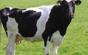 牛生乳是什么