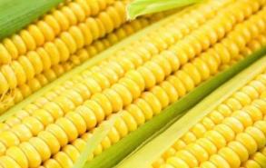 为什么医生建议少吃玉米