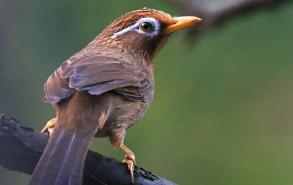 画眉鸟是国家几级保护动物