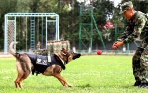 军犬和警犬的区别