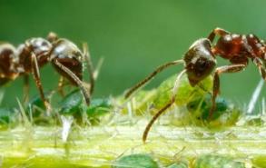 菜地蚂蚁用什么药可以杀死