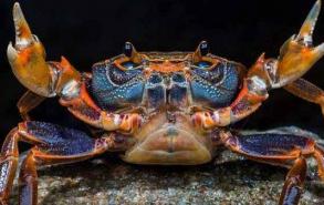 野生螃蟹的寿命有多长