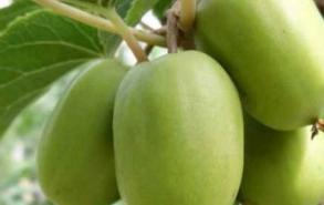 软枣猕猴桃能带皮吃吗