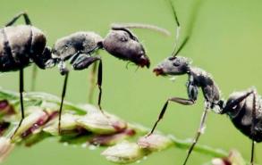 野外防蚂蚁最有效的方法