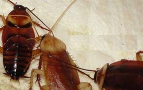 蟑螂是无性繁殖吗