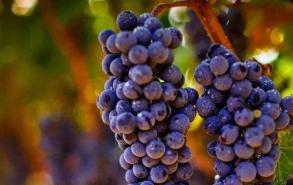 葡萄成熟老被蜜蜂吃怎么办