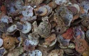 生蚝壳扇贝壳属于有害垃圾对不对