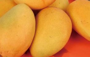 芒果成熟的标志