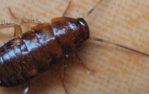 蟑螂在冰箱里能存活吗