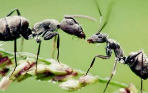 驱赶蚂蚁简单的方法