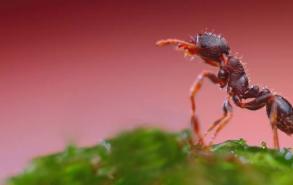 家有红蚂蚁说明了什么