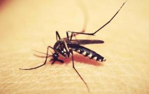 蚊子灭绝了世界会怎样