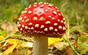 野蘑菇能吃吗,怎么辨别
