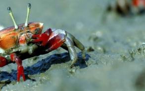 海边的小螃蟹怎么养