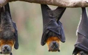 蝙蝠是不是鸟类