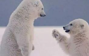 北极熊是食肉动物吗
