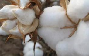 植物棉是什么材料