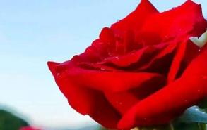 青丝玫瑰的原料是什么