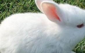 小白兔用什么辨味