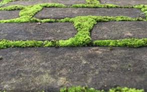 露天水泥地青苔小窍门