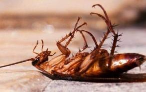 蟑螂孵化一般多长时间