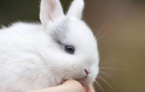 小白兔用什么辨别气味