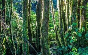 热带雨林会有什么危险