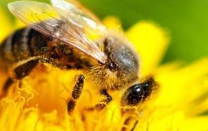 小蜜蜂用什么辨味