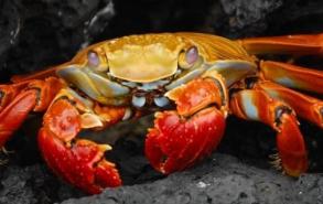 螃蟹离开水能活多久