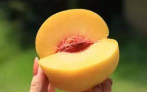 黄桃早熟品种有哪些