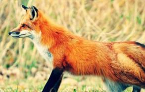 狐狸的特点和性格是什么