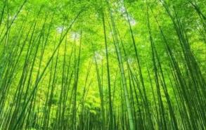 竹的文化寓意