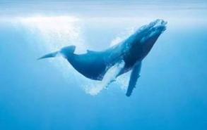 鲸鱼能活多久