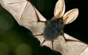 蝙蝠的象征是什么