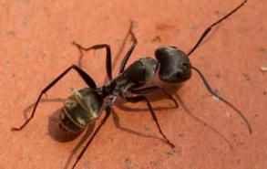 蚂蚁怕什么气味和东西