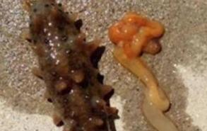 海参吐肠子是什么原因