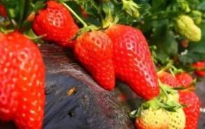 12月草莓是应季水果吗
