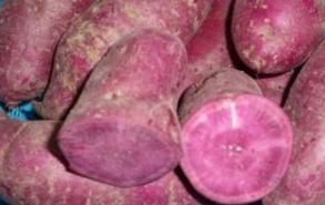 紫番薯是转基因食品吗