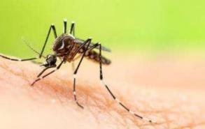 蚊蝇诱灭器对人体有害吗
