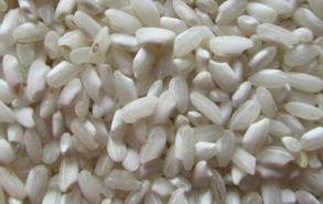 什么米能代替桂朝米