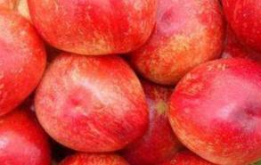 脆脆的桃子是什么品种