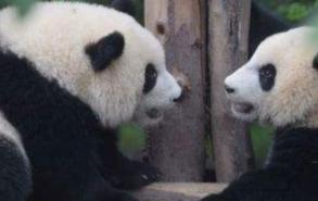 大熊猫会攻击人吗