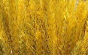 大麦出来的是什么粮食