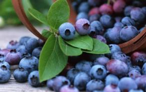 如何判断蓝莓是否变质