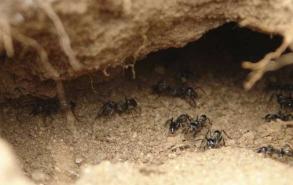 如何通过蚂蚁洞辨别南北